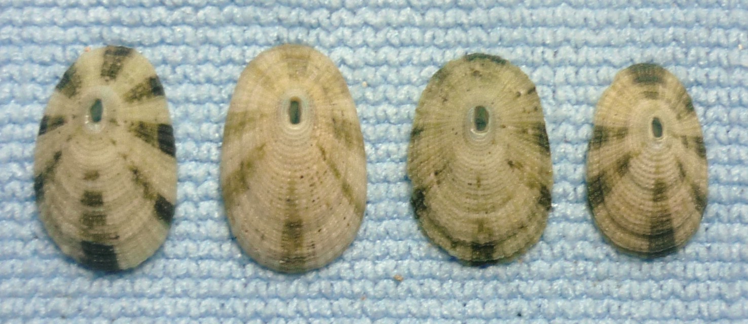 Diodora gibberula